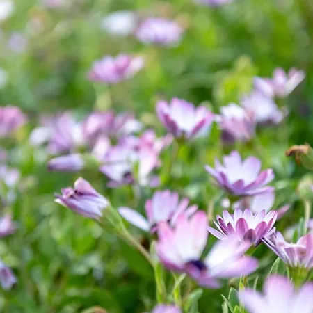 Es Llimoner بيت للعطل *